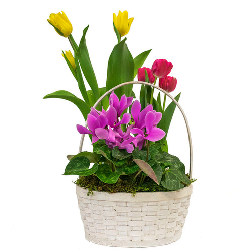 Bulb Basket