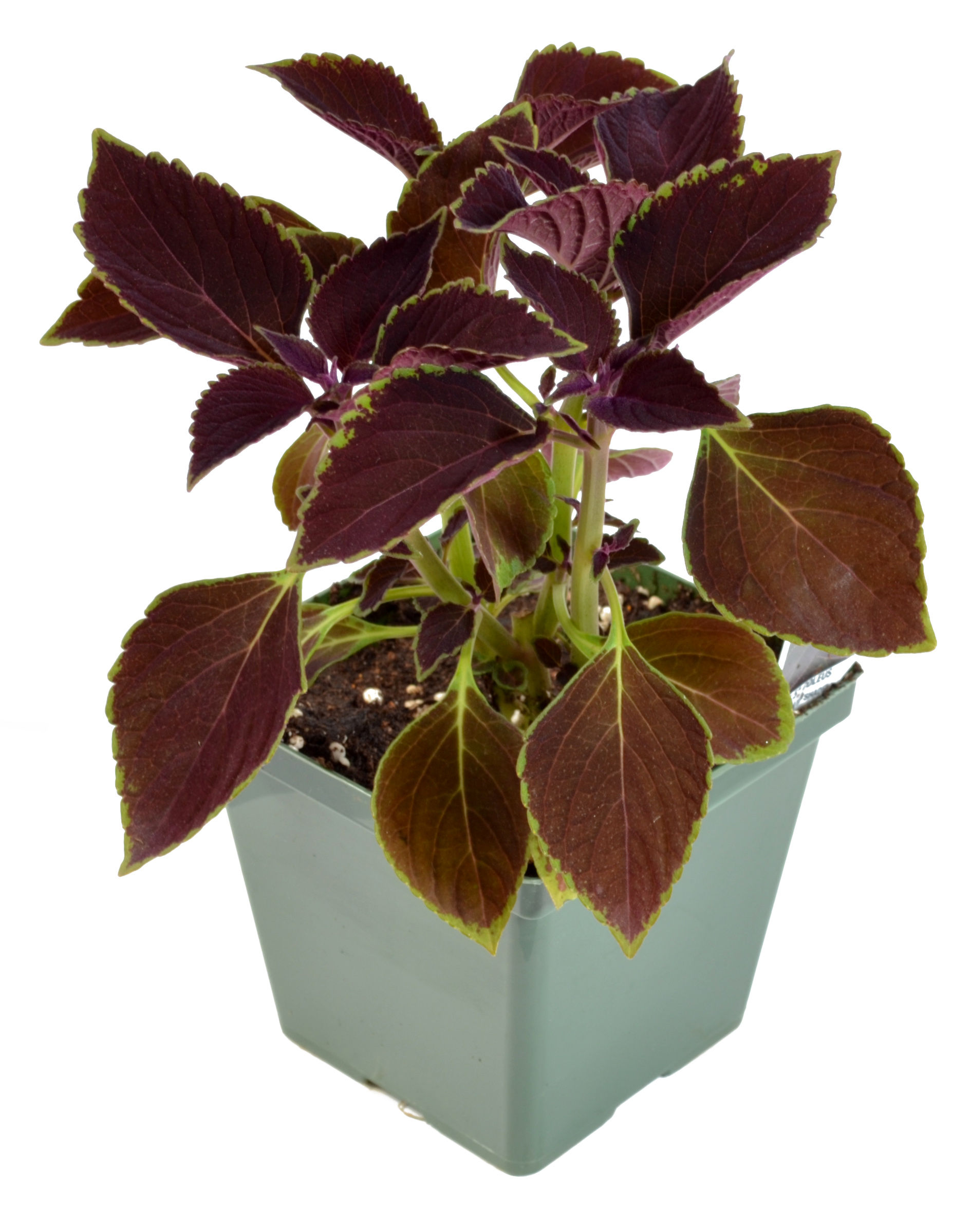 Coleus 'Vino' 4.5" Pot