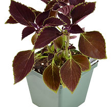 Coleus 'Vino' 4.5" Pot