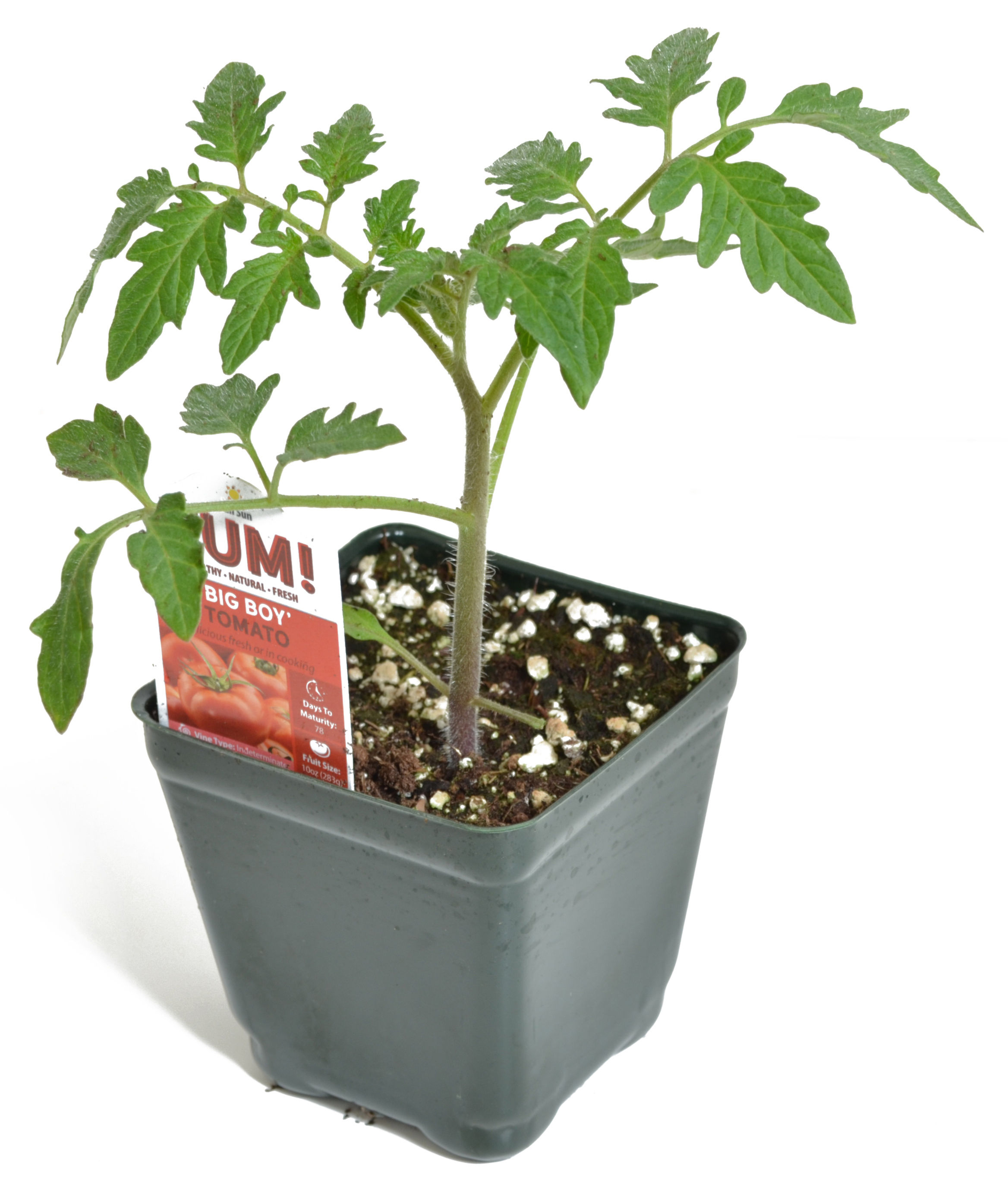 Tomato 'Big Boy' 3.5" Pot