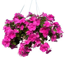 Trailing Vince Hanging Basket 10"
