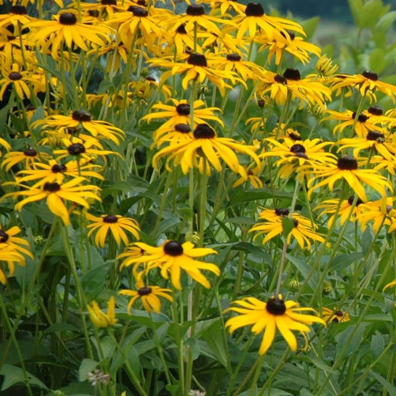 Rudbeckia Goldsturm #1