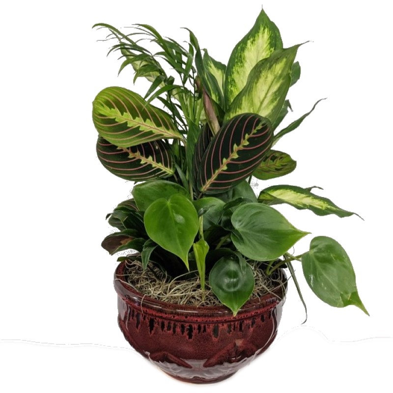 mixeddishgardensmall