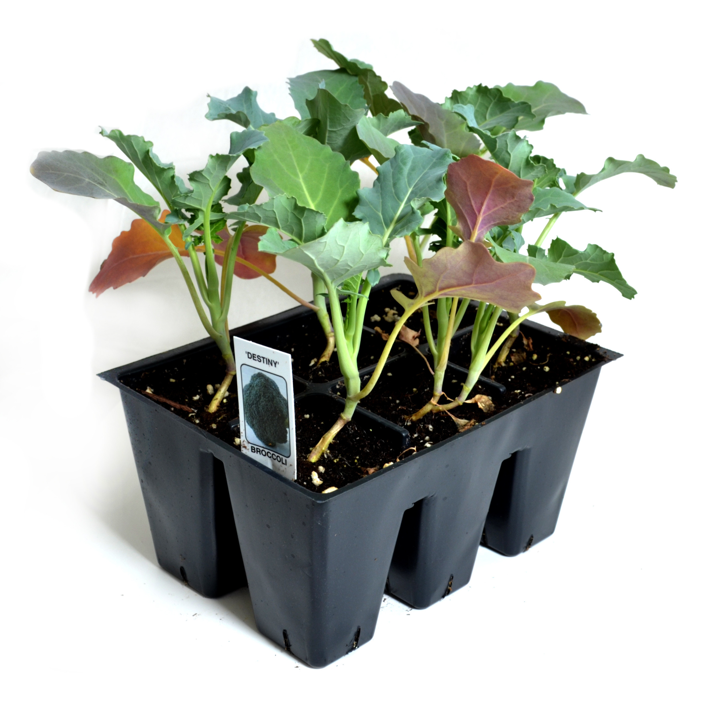 broccolidestinymarketpack