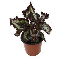 Rex Begonia 4.5" Pot