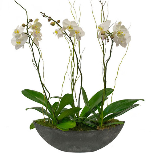 Orchids Potted in Modern Container