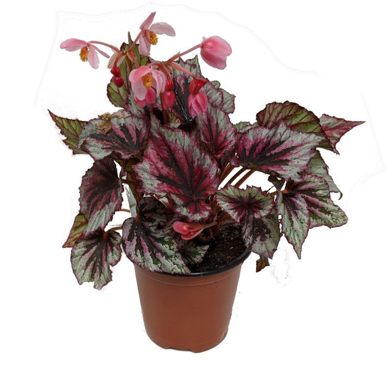 Thumbnail: Rex Begonia 4.5" Pot
