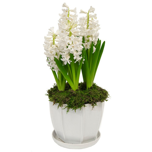 Hyacinth in Pot