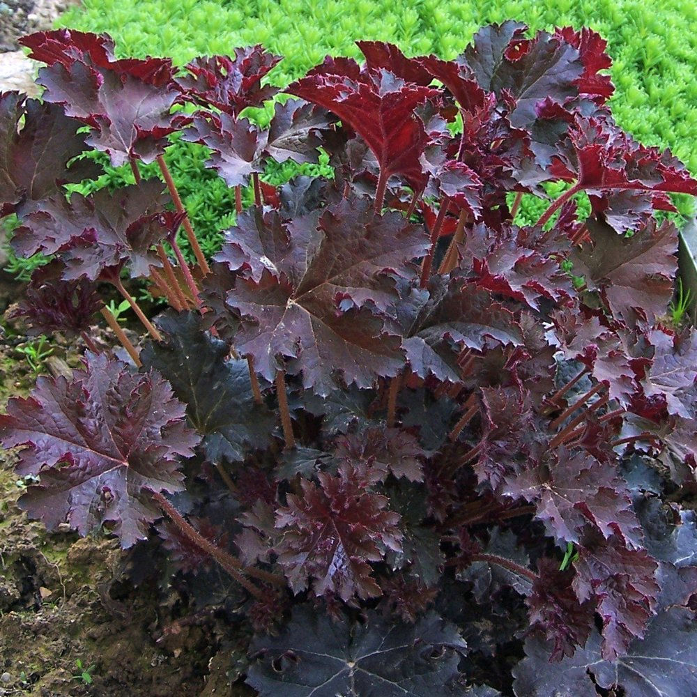 Heuchera mic. 'Palace Purple' #1