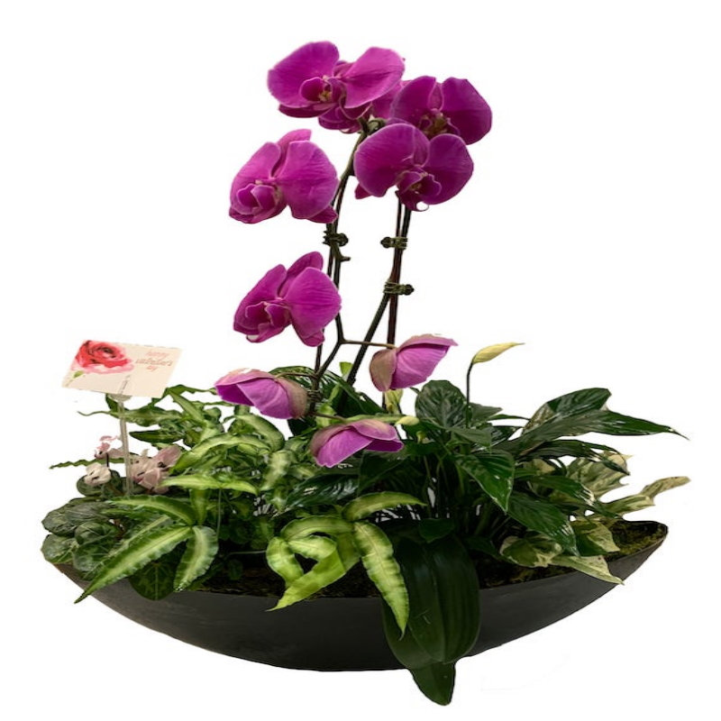 largeovalmixeddishgarden