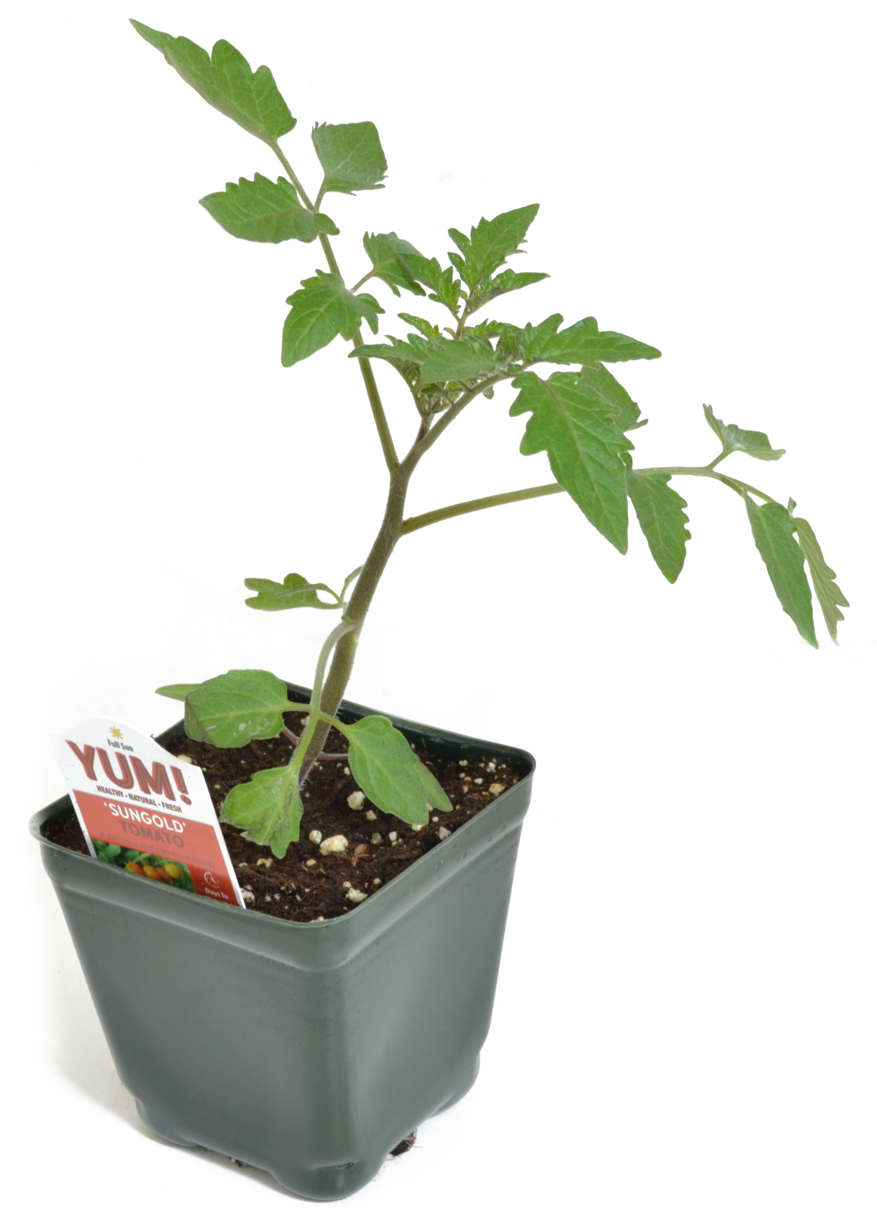 Tomato 'Sungold' 3.5" Pot