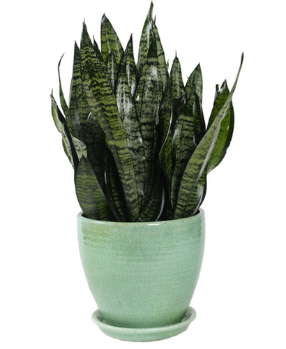 Snake Plant Eve