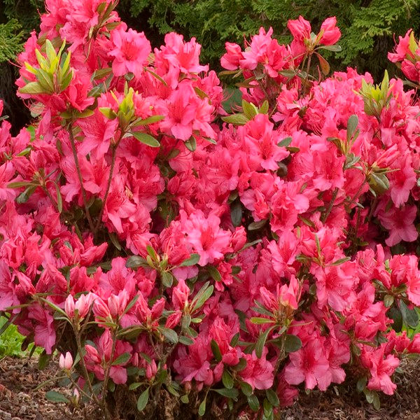 Thumbnail: Azalea Girard Rose