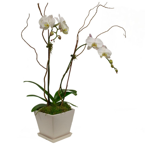 Phalaenopsis Splendor
