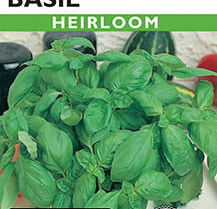 BASIL LETTUCE LEAF  HEIRLOOM