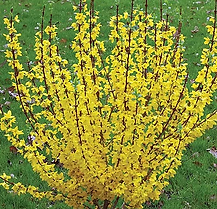 Forsythia Show Off Sugar Baby