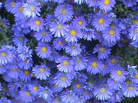 Fall Asters