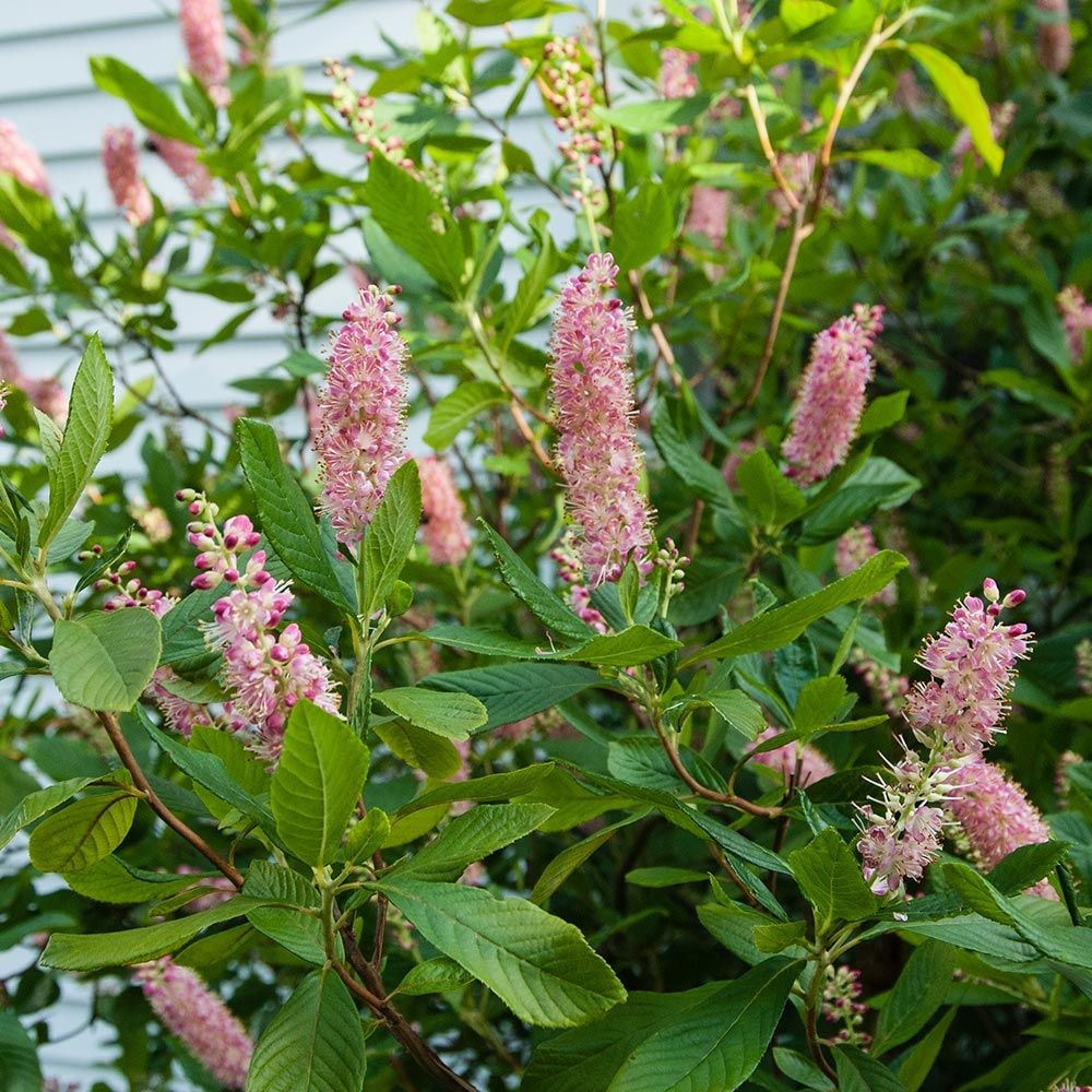 Clethra alnif. 'Ruby Spice'