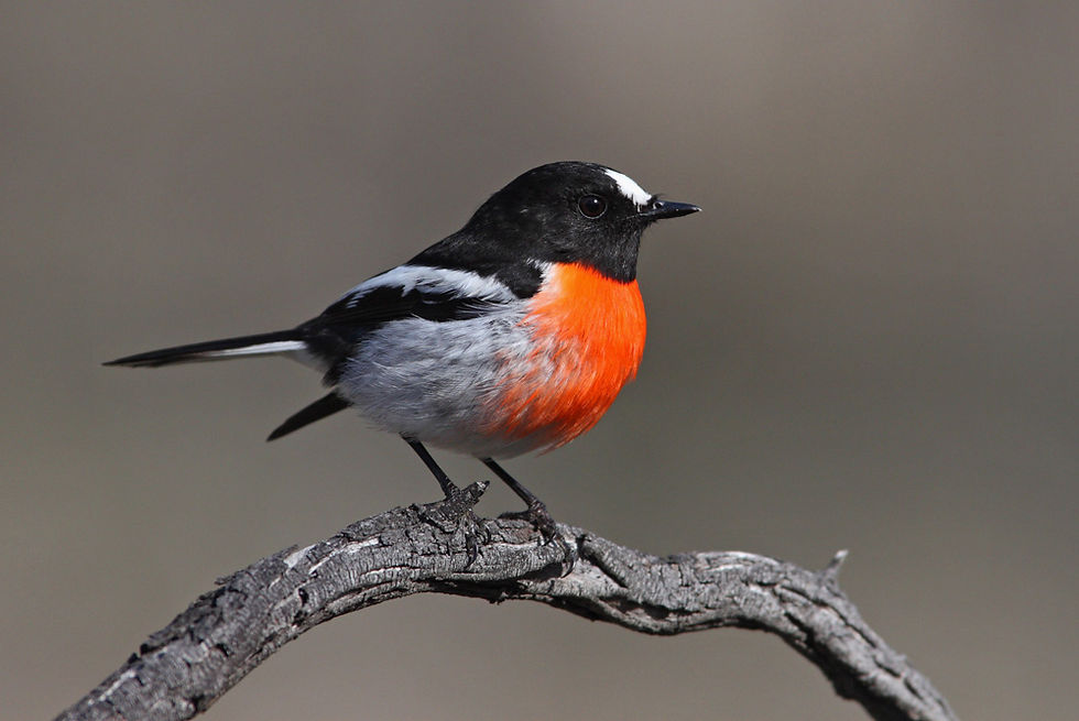 SUNDAY- Soundscape & dawn chorus Ramit Singal