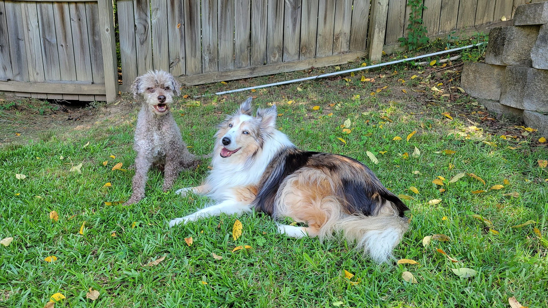 Riley and his Sheltie sister, CeCe, sitting in the grass together enjoying the nice weather.