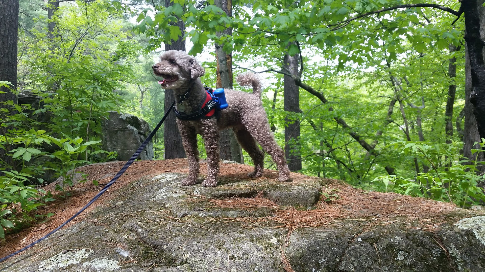 Riley standing majestically on a rock in a forest while on a hike. His tail is held high over his back and his mouth is wide open in happiness.