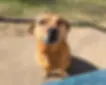 A light brown mixed breed in the sun, sitting down facing the camera with ears pinned back and looking like she is smiling.