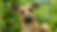Legend-Banner-Edit.png