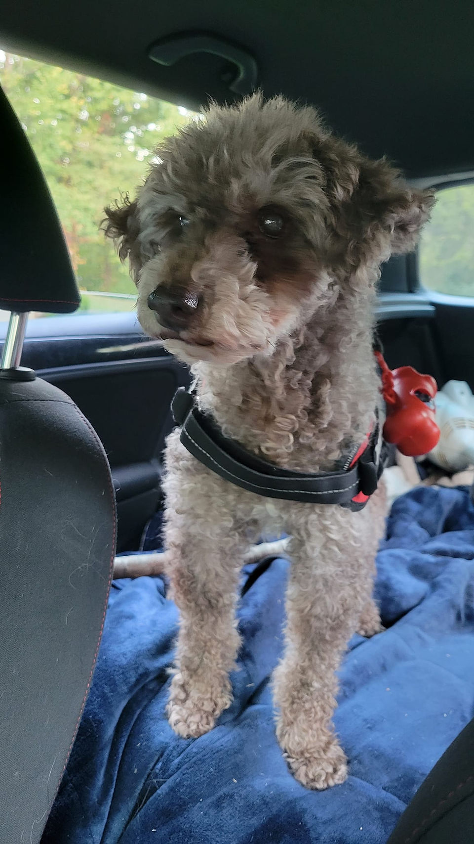 Riley standing in the car between the front two seats eagerly peering out the front windshield.