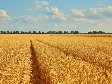How Switching from Chemical Fertilizers to Bacillus Subtilis Can Restore Your Soil