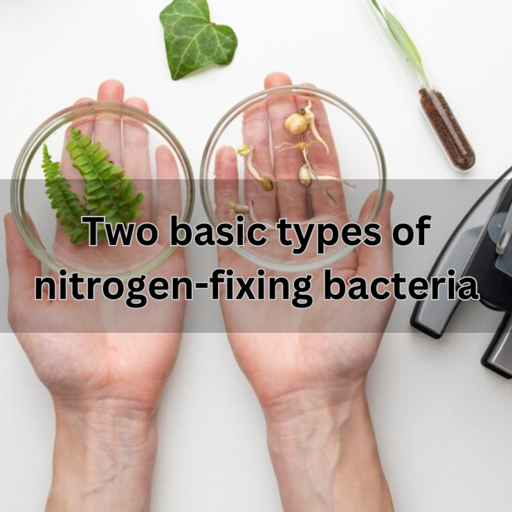 Two basic types of nitrogen-fixing bacteria