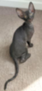 Yarn Ball Nana - 10 Weeks