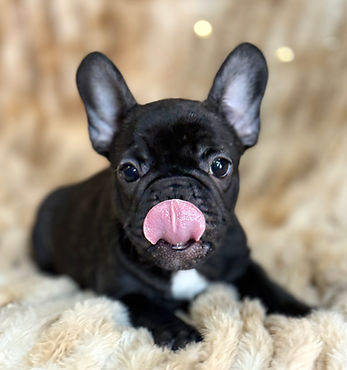 Brindle French Bulldog puppy laying on a blanket sticking out their tongue