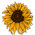 Sunflower floral illustration representing Flowers by Jo-Ann à la carte wedding florals.