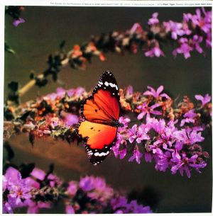 Thumbnail: Set of colorful butterflies pictures