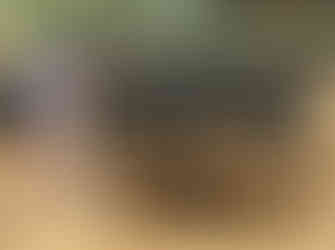 woman scooping elephant poop