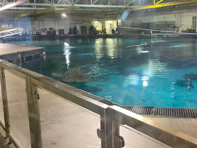 Indoor aquarium with large pool, metal railings, and overhead lights. A whale shark swims in clear blue water. Calm and serene atmosphere.