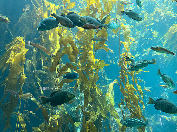 Fish swim through tall, sunlit kelp in an underwater scene. The water is blue and clear, creating a serene, vibrant aquatic environment.