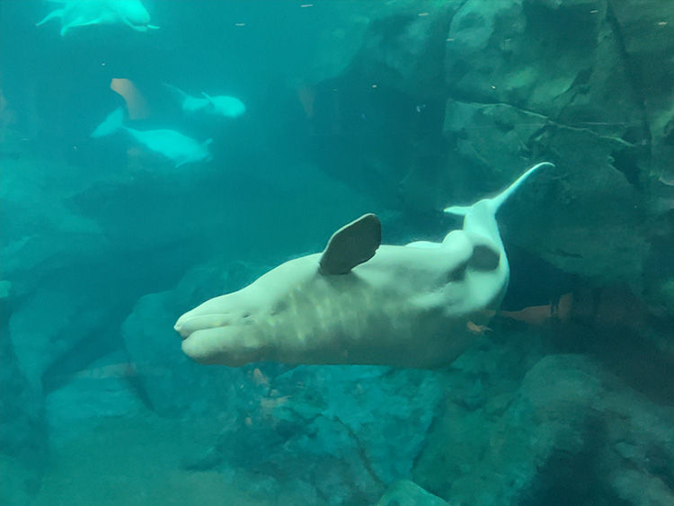 Beluga whale swimming in a blue-green aquarium with rocky background. Other whales are seen in the distance, creating a serene atmosphere.