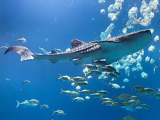 whale shark swimming