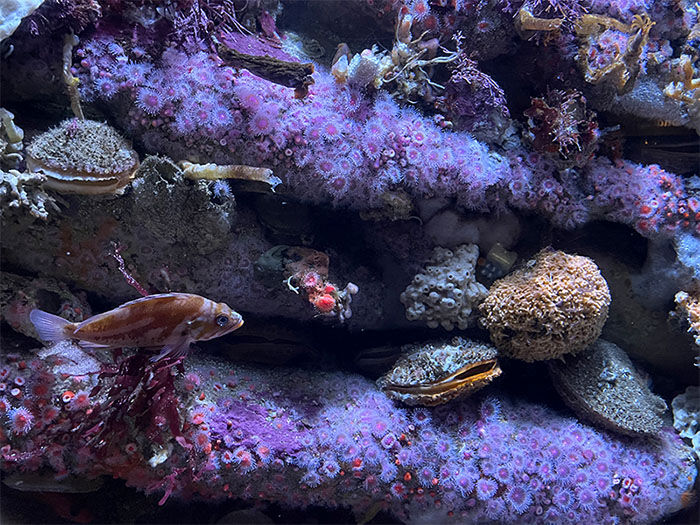 Underwater scene with a fish swimming near vibrant purple coral and various sea life. The coral is detailed with small pink flowers.