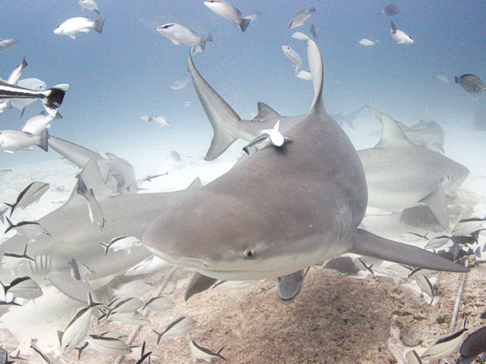 Large shark swims toward camera underwater, surrounded by small fish over a sandy seabed.