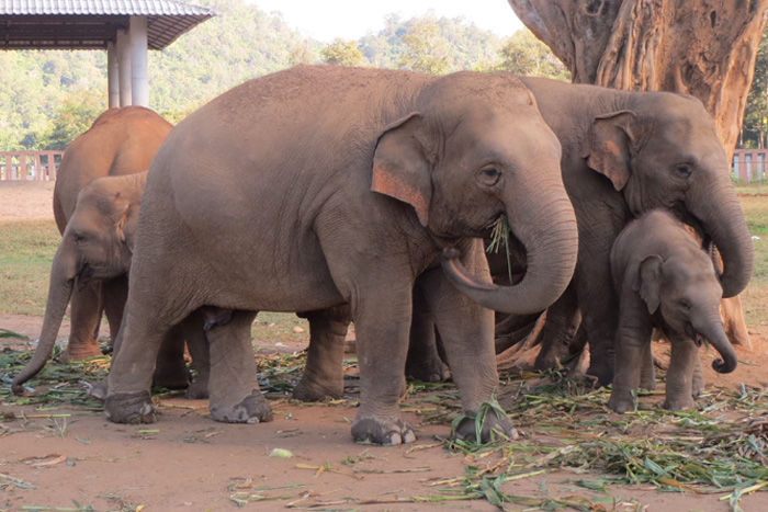 elephant family eating