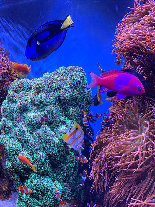 Vibrant fish swim near coral and anemones in an aquarium. Bright blues, purples, and oranges create a lively underwater scene.