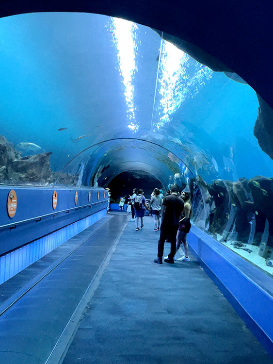 People walking through a blue underwater tunnel in an aquarium. Fish swim overhead, creating a tranquil, aquatic atmosphere.