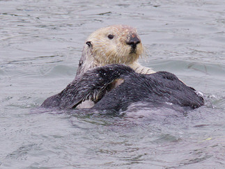 sea otter on its back