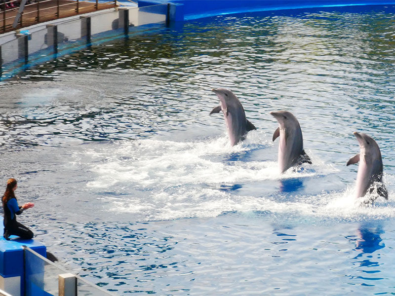 Dolphins perform synchronized jumps in a pool as a trainer kneels on the side. Bright blue water creates a lively atmosphere.