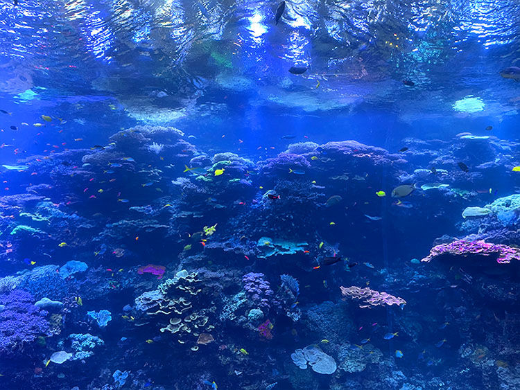 Vibrant coral reef underwater with colorful fish swimming in a an aquarium. Coral displays various hues under shimmering light.