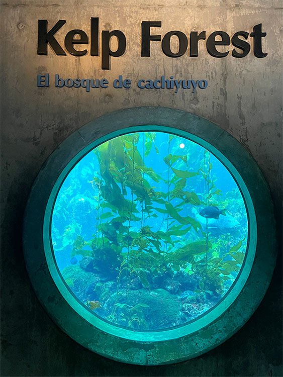 Aquarium window showing kelp forest with fish swimming. Text above in English and Spanish: "Kelp Forest" and "El bosque de cachiyuyo".