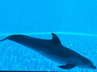 dolphin in aquarium
