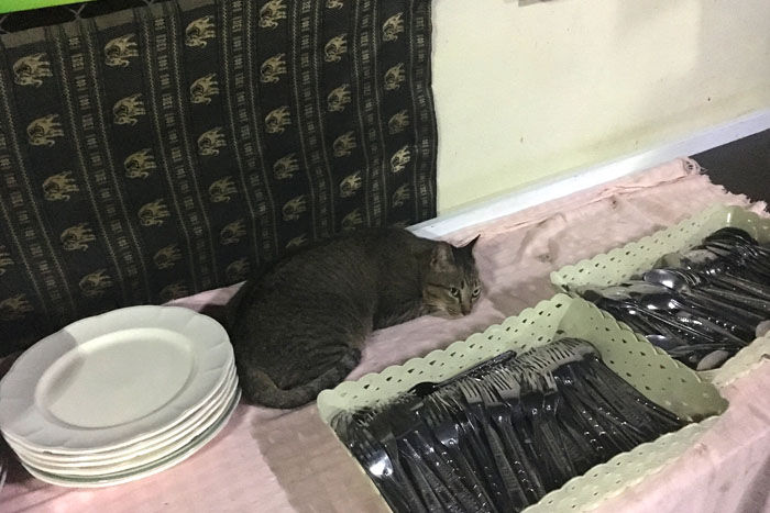 cat sitting on table with forks